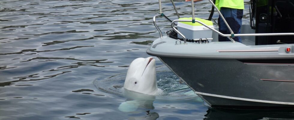 Espion ou baleine fugitive Le beluga Hvaldimir a pu