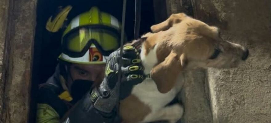 Ils sauvent un chien disparu depuis vendredi dun puits pres