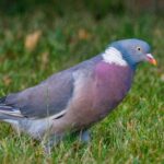 PIGEON DES BOIS Invasion de pigeons ramiers deux