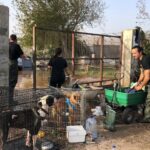 Plus de 250 chiens et chats trouvent un nouveau foyer