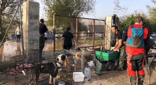 Plus de 250 chiens et chats trouvent un nouveau foyer