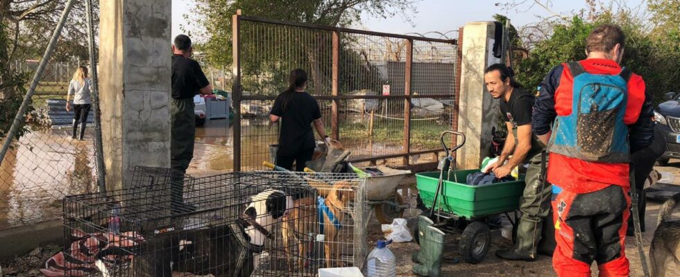 Plus de 250 chiens et chats trouvent un nouveau foyer