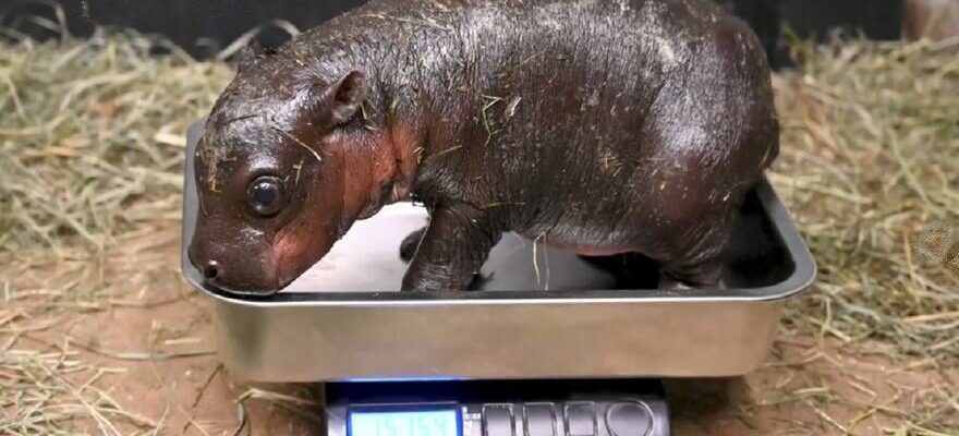 BEBE HIPPOPOTAME Video voici le charmant bebe hippopotame