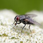 DECLIN DES MOUCHES Les mouches menacees par le changement