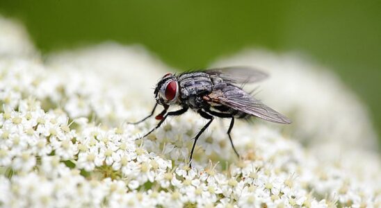 DECLIN DES MOUCHES Les mouches menacees par le changement