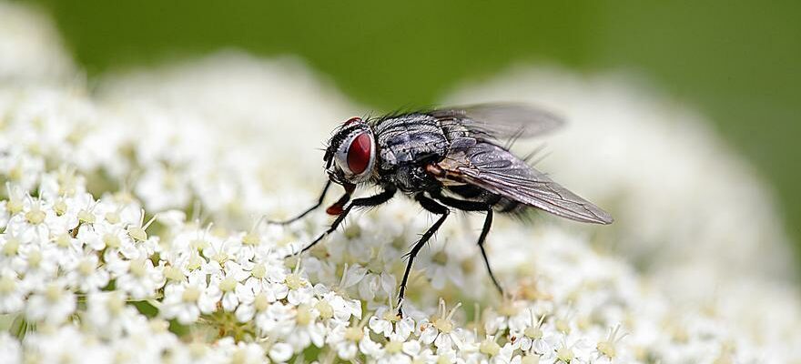 DECLIN DES MOUCHES Les mouches menacees par le changement