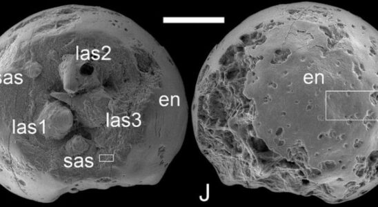 De petits embryons fossilises revelent les secrets de la vie