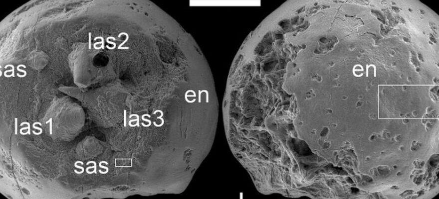 De petits embryons fossilises revelent les secrets de la vie