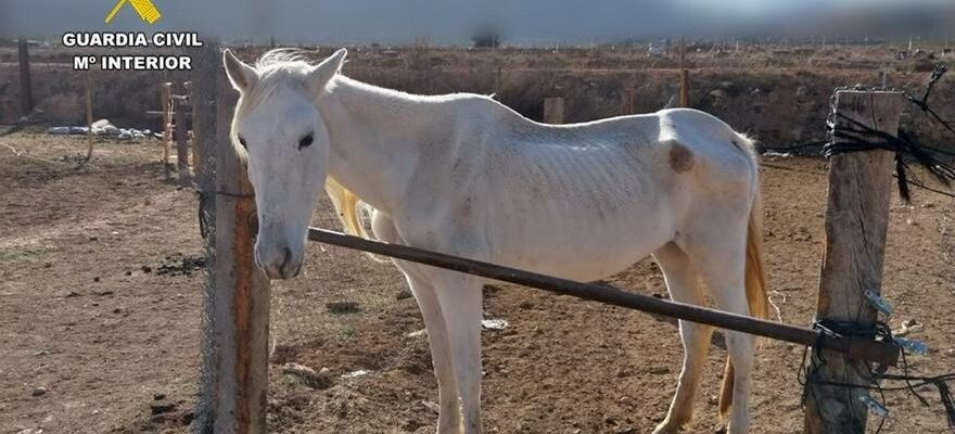 Ils demantelent une ferme des horreurs dans une ville dAlicante