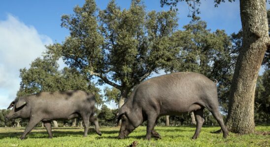 Ils denoncent que le Conseil a paralyse 200 dossiers agricoles