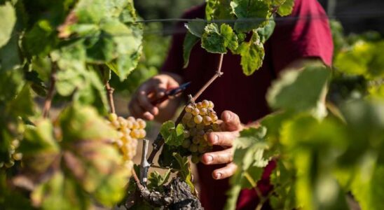 Les ventes de cava chutent en raison du manque de