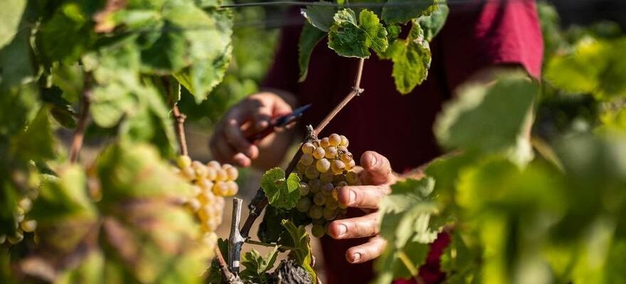 Les ventes de cava chutent en raison du manque de