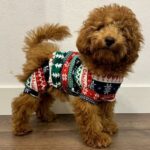 PROJETS DE SARAGOSSE Le premier Fashion Pet Christmas a