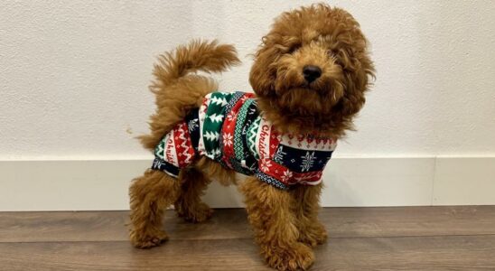 PROJETS DE SARAGOSSE Le premier Fashion Pet Christmas a