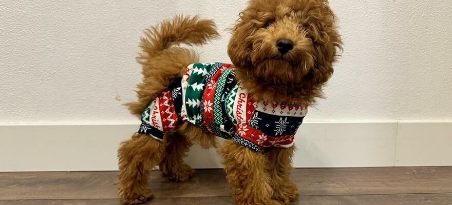 PROJETS DE SARAGOSSE Le premier Fashion Pet Christmas a