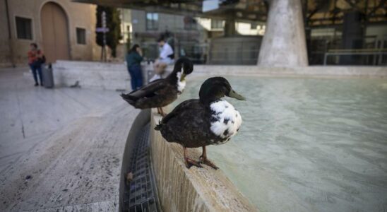 Saragosse Que fait on des canards