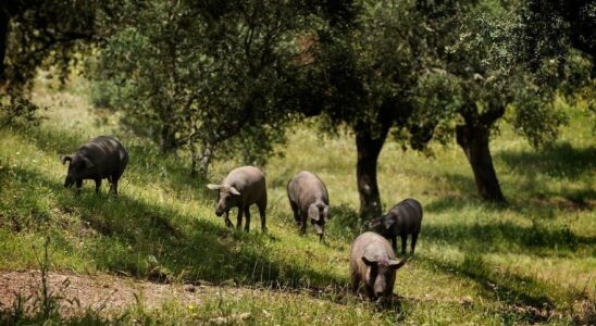 les femmes qui transportent du jambon iberique de bellota a