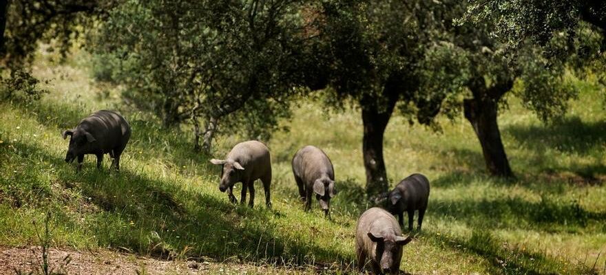 les femmes qui transportent du jambon iberique de bellota a