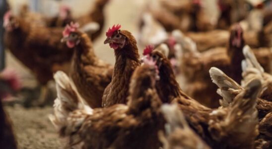 un patient qui elevait des poulets a la maison