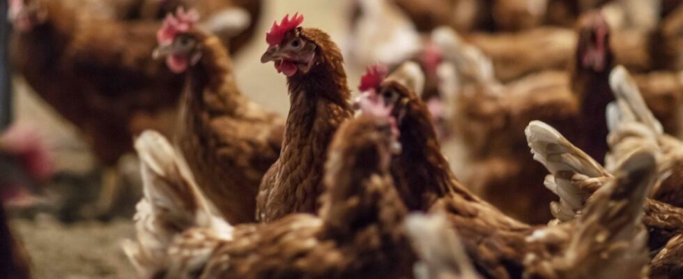 un patient qui elevait des poulets a la maison