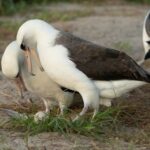 AVIFAUNE MARINE Le plus vieil oiseau sauvage du monde