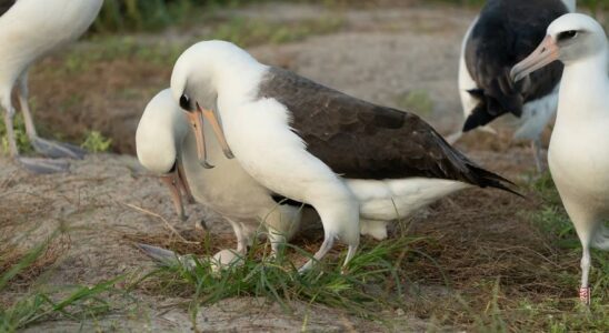 AVIFAUNE MARINE Le plus vieil oiseau sauvage du monde