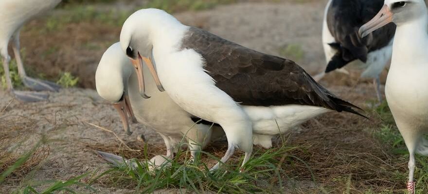 AVIFAUNE MARINE Le plus vieil oiseau sauvage du monde