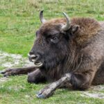 BISONS DEUROPE Le bison dEurope etait deja present en