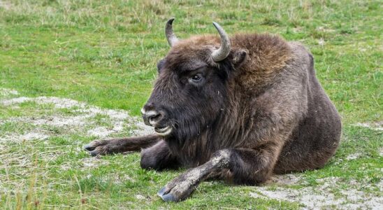 BISONS DEUROPE Le bison dEurope etait deja present en