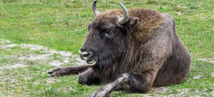 BISONS DEUROPE Le bison dEurope etait deja present en