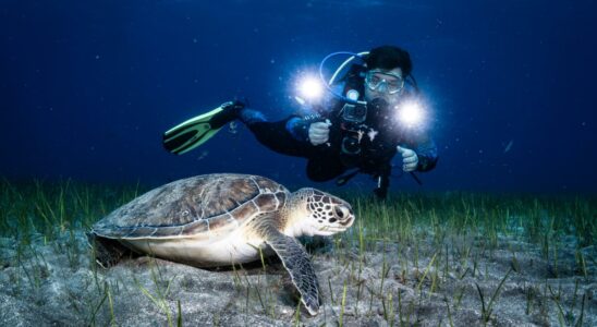 Il y a des animaux mais il faut savoir les