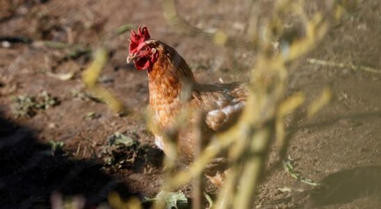 LEspagne declare le risque eleve de grippe aviaire et renforce