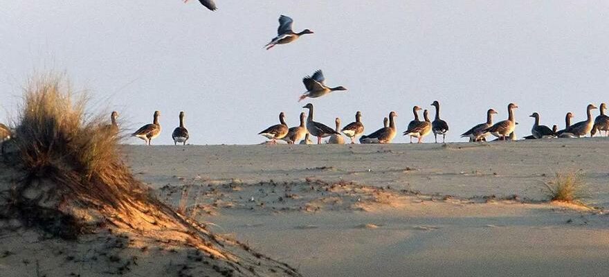 Les oiseaux aquatiques enregistrent leur deuxieme minimum historique