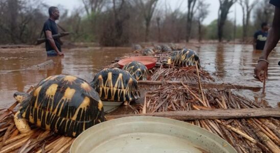 Madagascar Turtles Ils sauvent 10 000 tortues a Madagascar