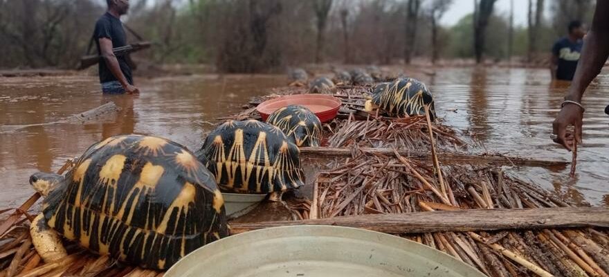 Madagascar Turtles Ils sauvent 10 000 tortues a Madagascar