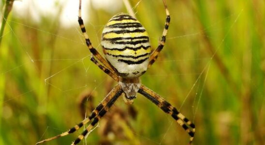 ODEUR DARAIGNEES Ils decouvrent que les araignees sentent par