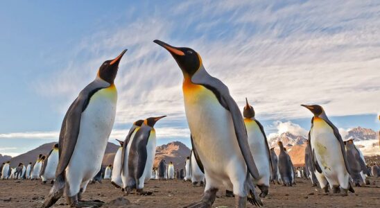 PINGOUINS DE LANTARCTIQUE Manchots de lAntarctique ce sont