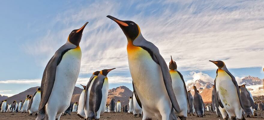 PINGOUINS DE LANTARCTIQUE Manchots de lAntarctique ce sont