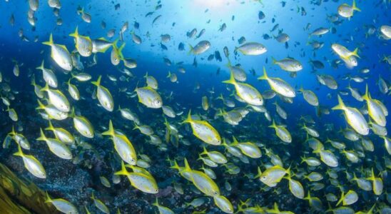 POISSONS MENACES Il y a cinq fois plus despeces