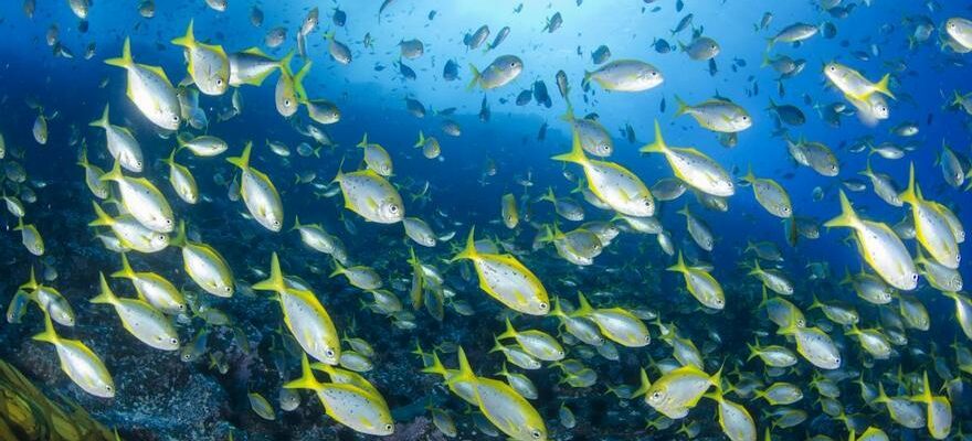 POISSONS MENACES Il y a cinq fois plus despeces