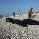 Plus dune centaine de dauphins semblent morts sans raison apparente