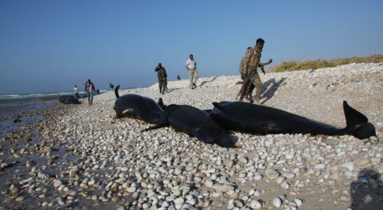 Plus dune centaine de dauphins semblent morts sans raison apparente