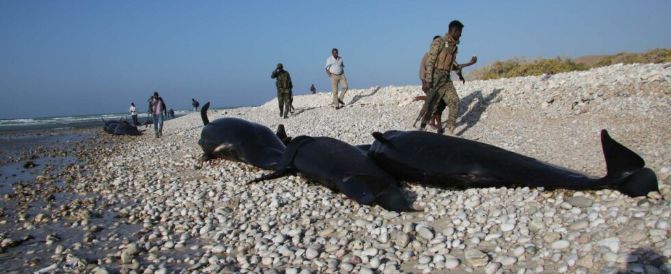 Plus dune centaine de dauphins semblent morts sans raison apparente