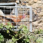 Sept mairies galiciennes enferment leurs poulets