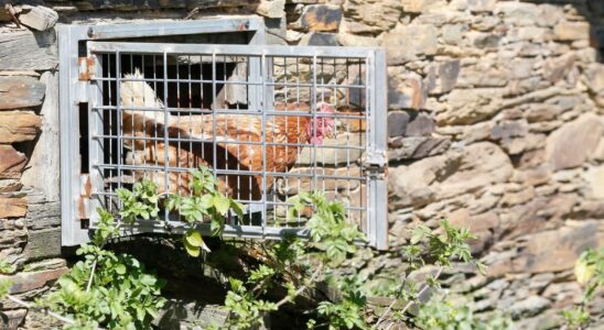 Sept mairies galiciennes enferment leurs poulets