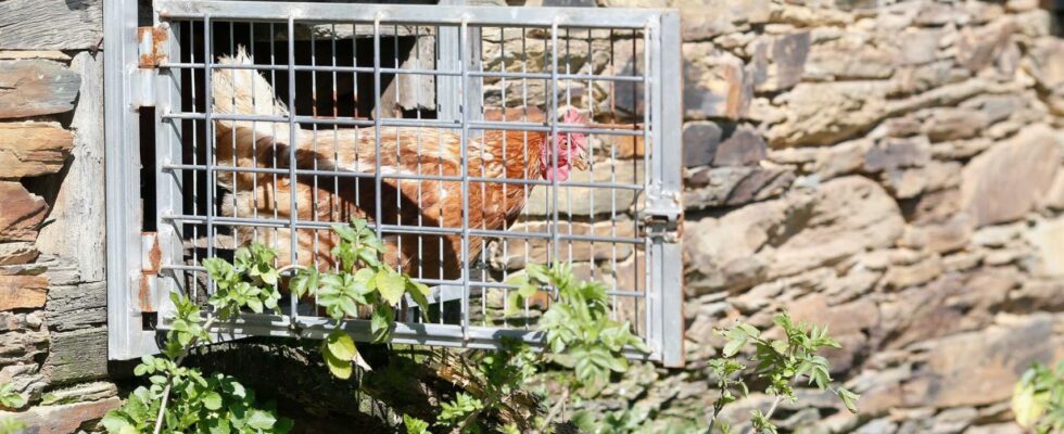 Sept mairies galiciennes enferment leurs poulets