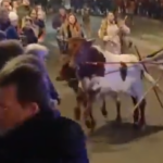 Un homme blesse apres une bousculade de boeufs lors du