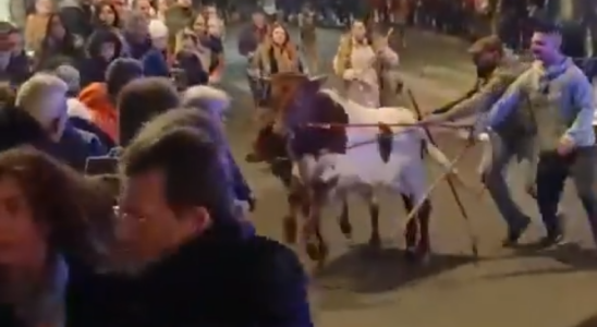 Un homme blesse apres une bousculade de boeufs lors du