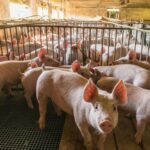 Un ouvrier dune ferme porcine de la province de Burgos