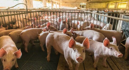 Un ouvrier dune ferme porcine de la province de Burgos